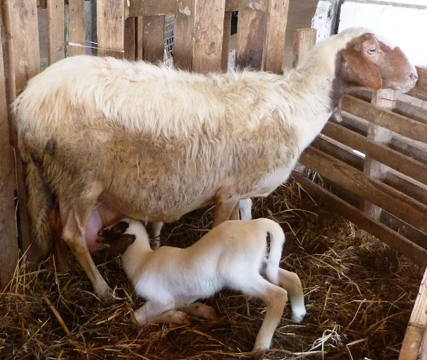 Produzione prodotti biologici a Rieti